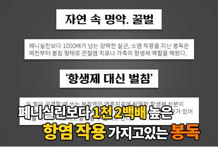 페니실린보다 1천 2백배 높은 항염 작용 가지고 있는 봉독